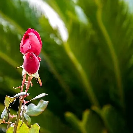 Elsa * Σκάλα Ραχωνίου