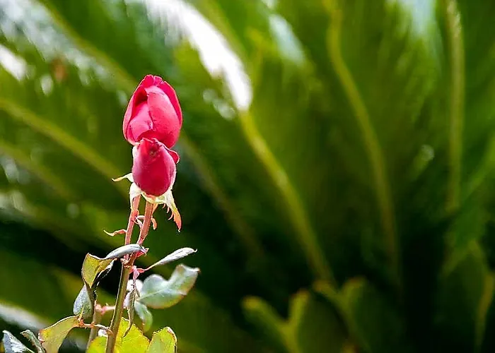 Elsa * Skala Rachoni (Thasos)